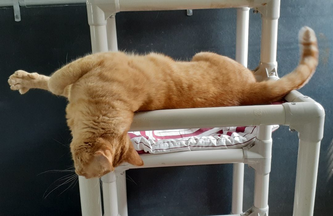 Enlarge Oliver, a Adoptable mixed breed in Shell Lake, WI image 2/6