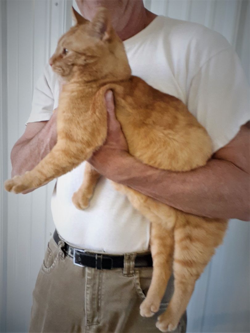 Enlarge Oliver, a Adoptable mixed breed in Shell Lake, WI image 3/6