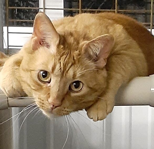 Enlarge Oliver, a Adoptable mixed breed in Shell Lake, WI image 4/6