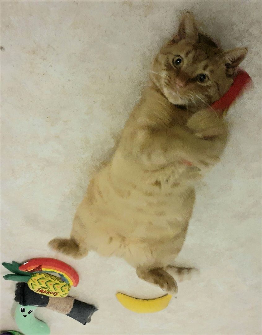 Enlarge Oliver, a Adoptable mixed breed in Shell Lake, WI image 5/6