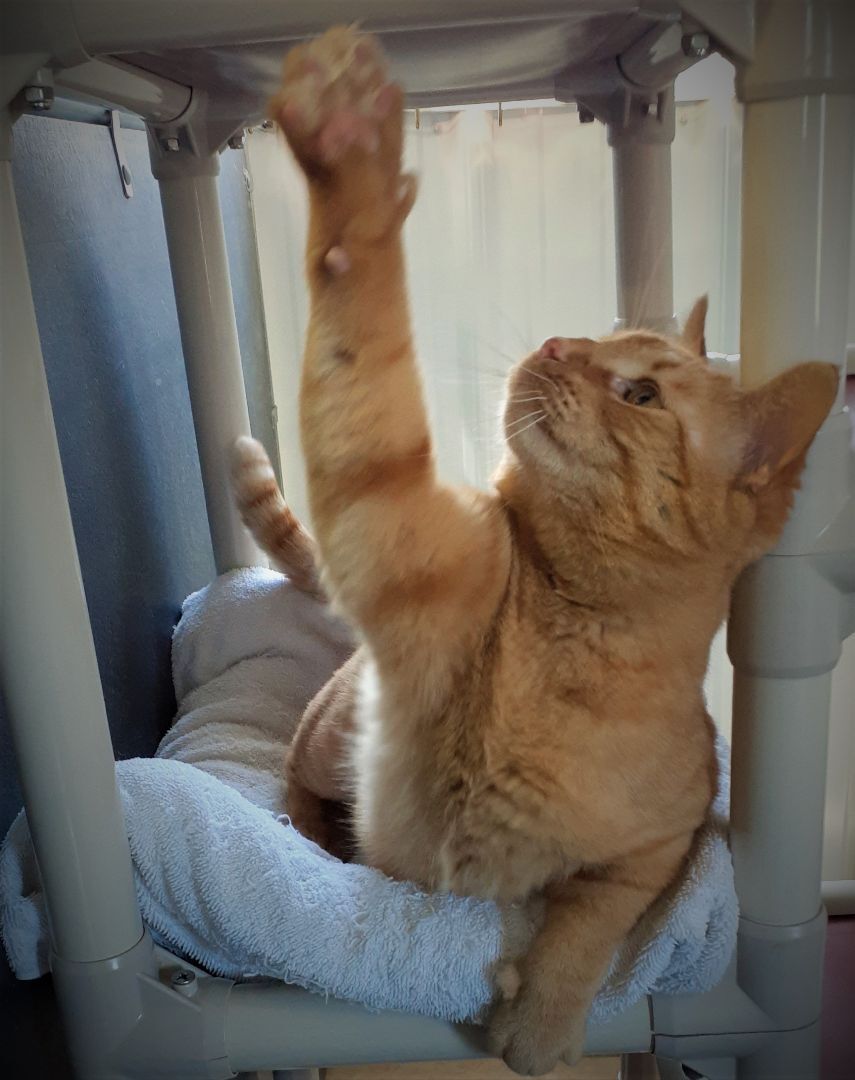 Enlarge Oliver, a Adoptable mixed breed in Shell Lake, WI image 6/6