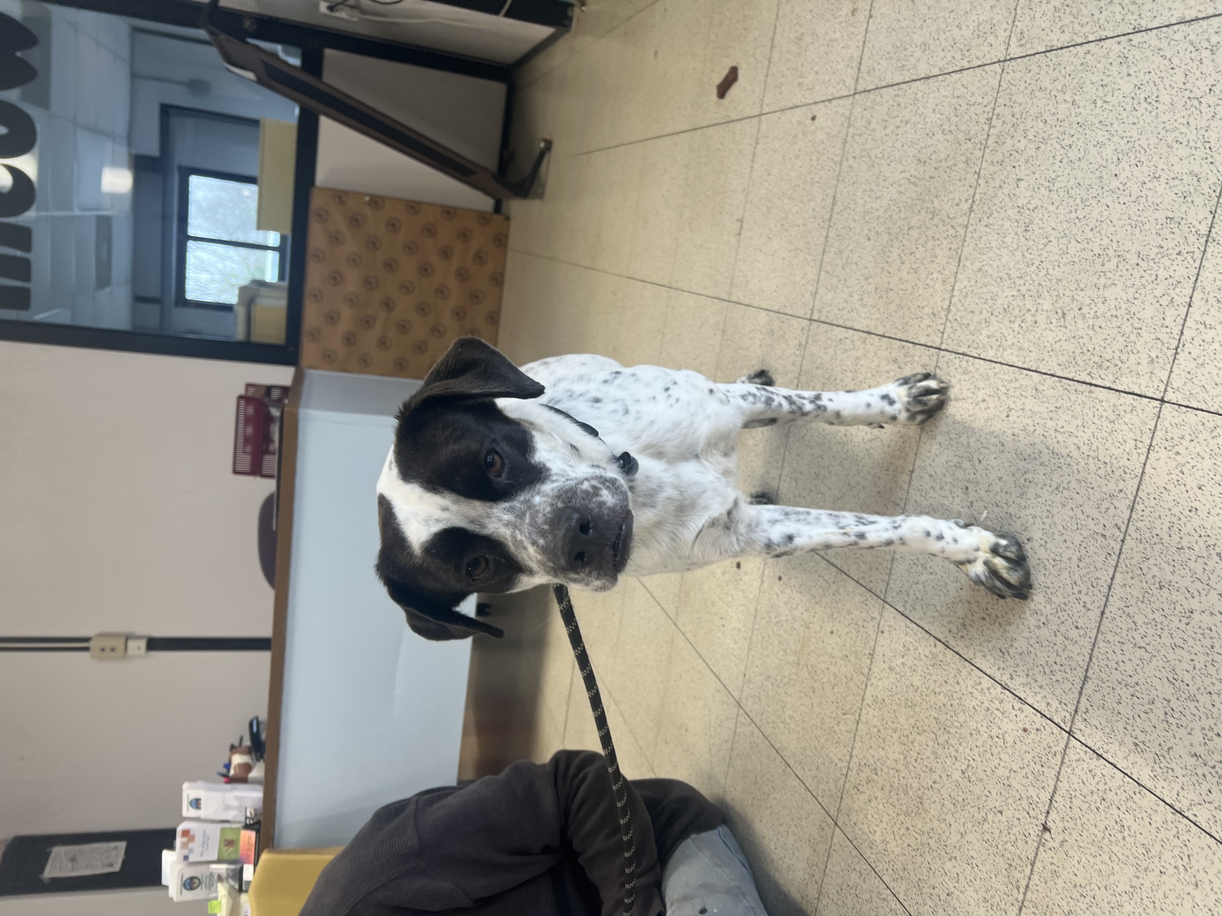 Oreo, an adoptable Labrador Retriever & Cattle Dog Mix in Morganton, NC_image-1
