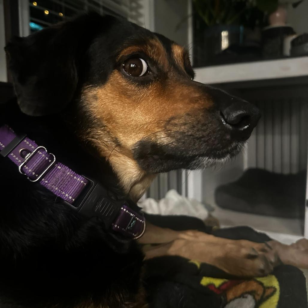 Enlarge Sasha, a Adoptable mixed breed in Valdosta , GA image 2/6