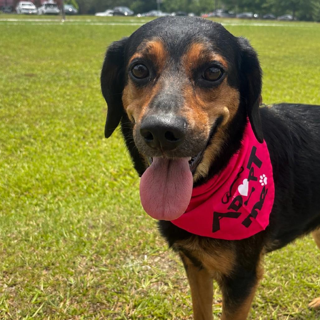 Enlarge Sasha, a Adoptable mixed breed in Valdosta , GA image 6/6