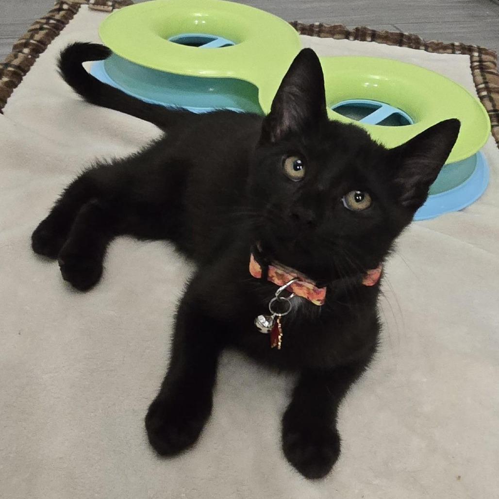 Coal, Adopted, Kitten Male Domestic Short Hair.