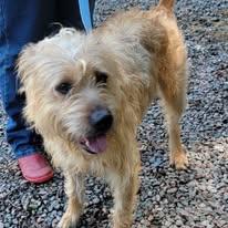 Copper, adopted, Young Male Border Terrier & Wheaten Terrier.
