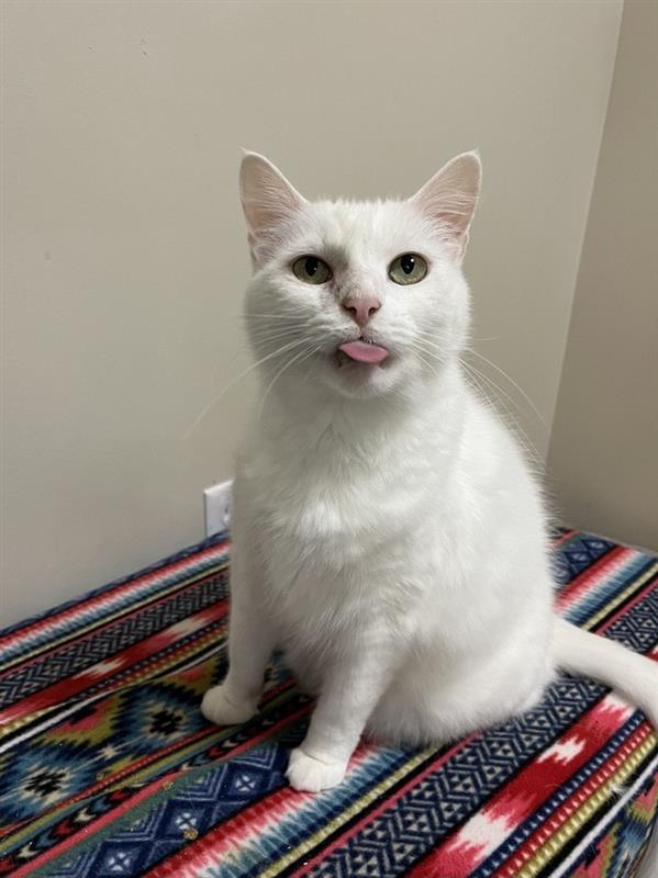 Kidder, Adoptable, Adult Female Domestic Medium Hair.