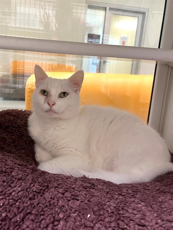 Enlarge Kidder, a Adoptable Domestic Medium Hair in Elk Grove, CA image 2/3