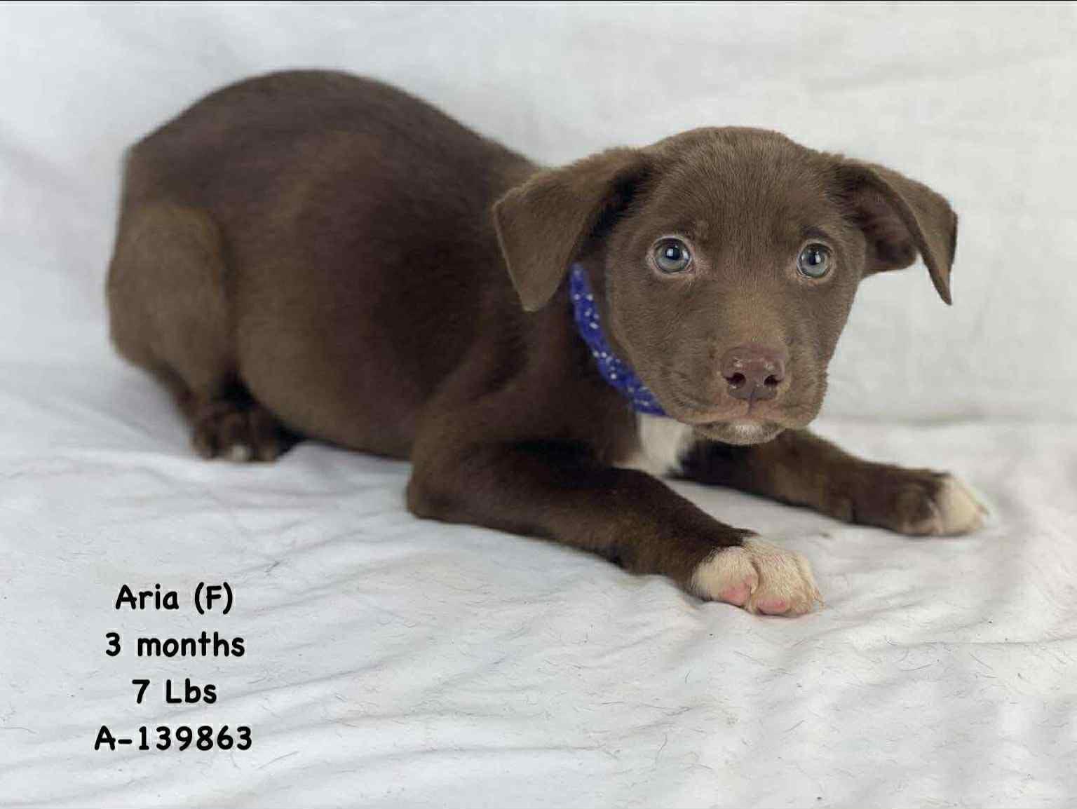 Aria the Lab Mix puppy!