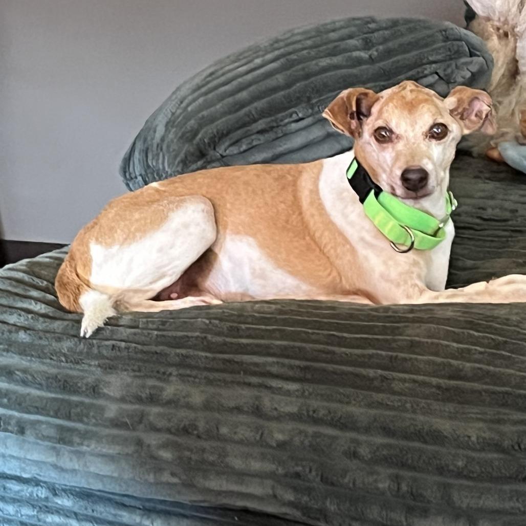 Buddy SCP, Adoptable, Senior Male Whippet & Mixed Breed.