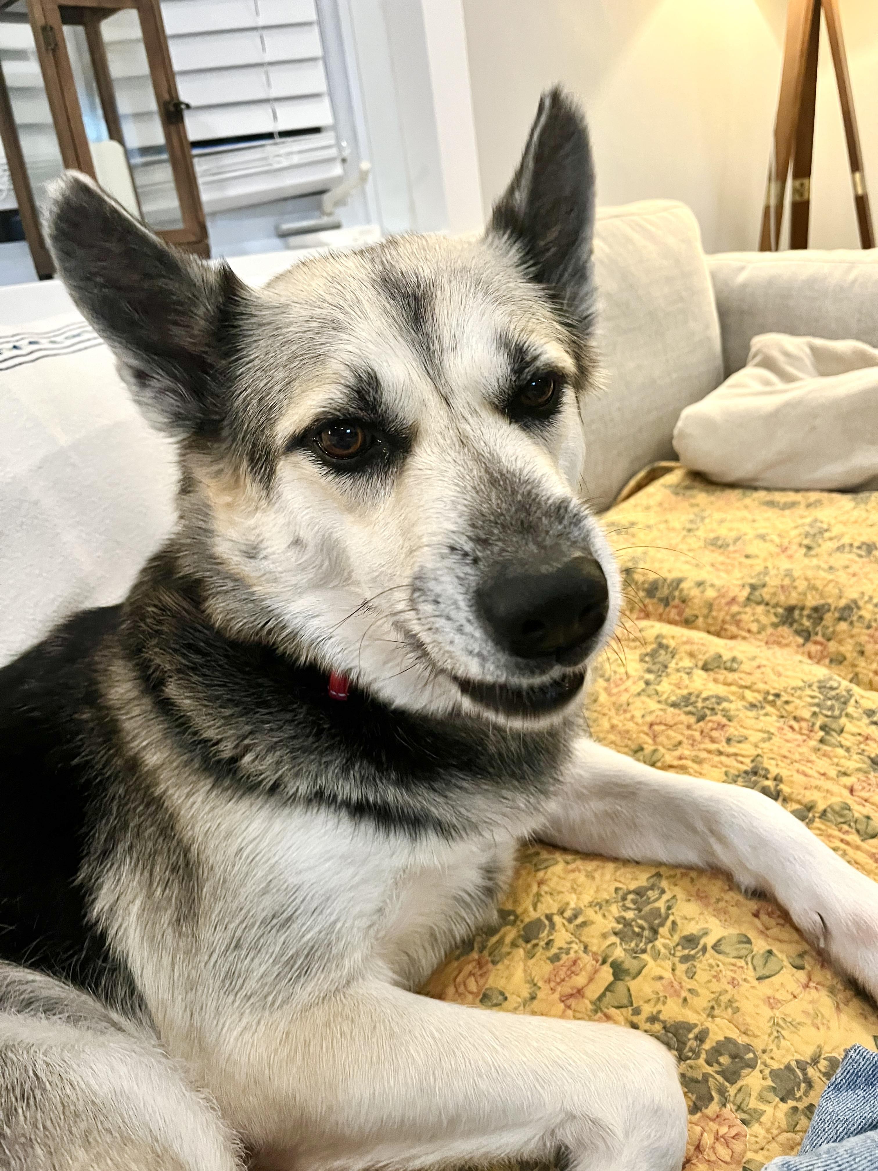 Enlarge Ms. Rachel, a Adoptable mixed breed in New York, NY image 3/6
