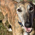 DESERT HEAT, Adoptable, Adult Female Greyhound.
