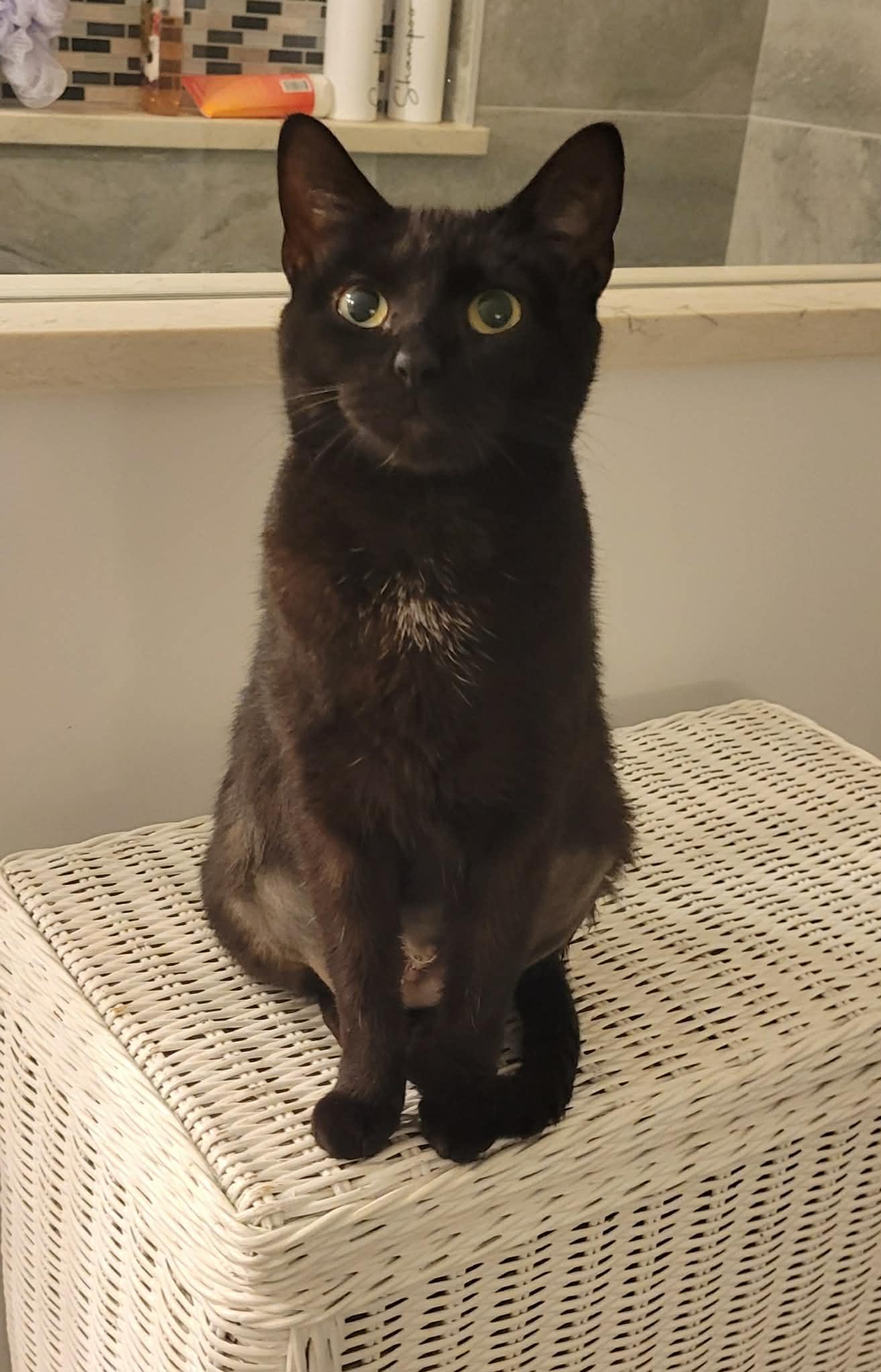 Enlarge Luna, a Adoptable American Shorthair in Roanoke, AL image 1/1