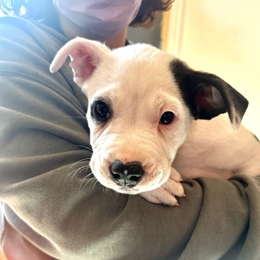 Jelly Roll, Adoptable, Puppy Male Mixed Breed.