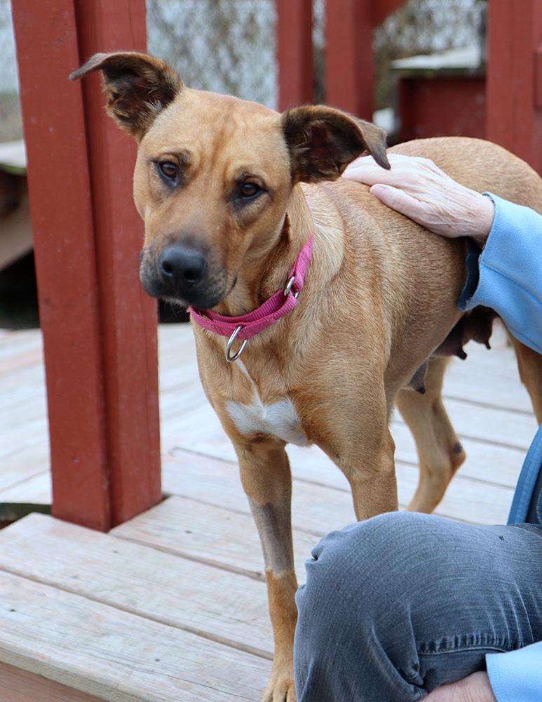 Enlarge Candice (AO35322), a Adoptable mixed breed in Kansas City, KS image 6/6