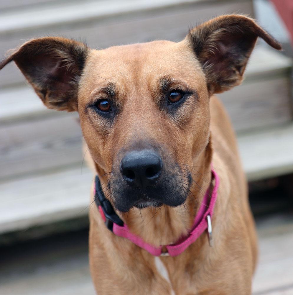 Candice (AO35322), Adoptable, Young Female Shepherd & Labrador Retriever.