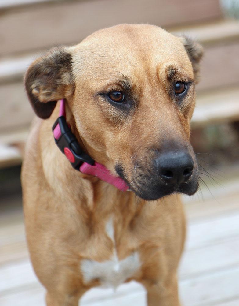 Enlarge Candice (AO35322), a Adoptable mixed breed in Kansas City, KS image 4/6
