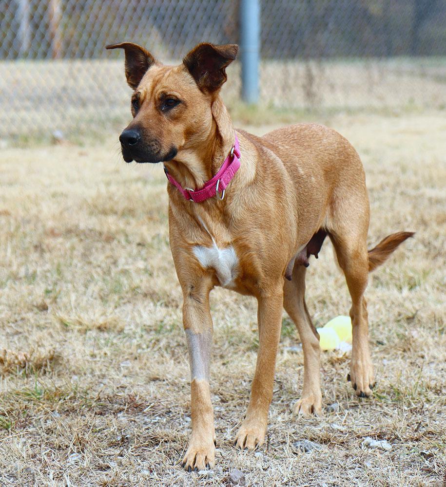 Enlarge Candice (AO35322), a Adoptable mixed breed in Kansas City, KS image 5/6