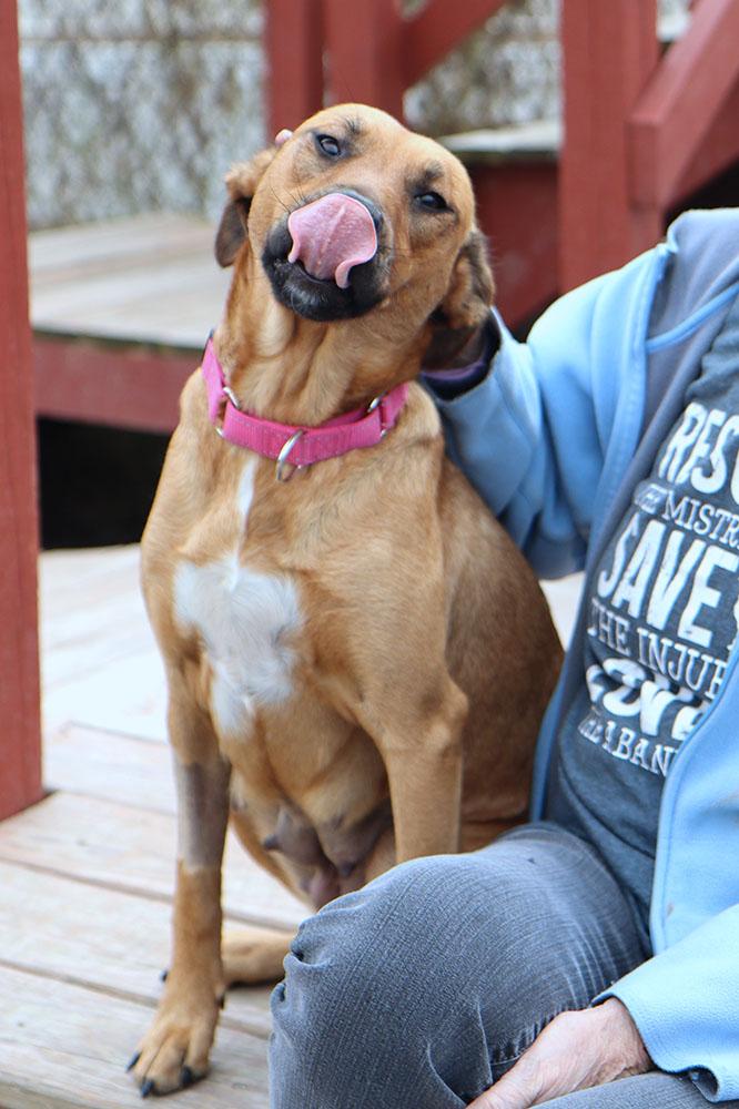 Enlarge Candice (AO35322), a Adoptable mixed breed in Kansas City, KS image 3/6