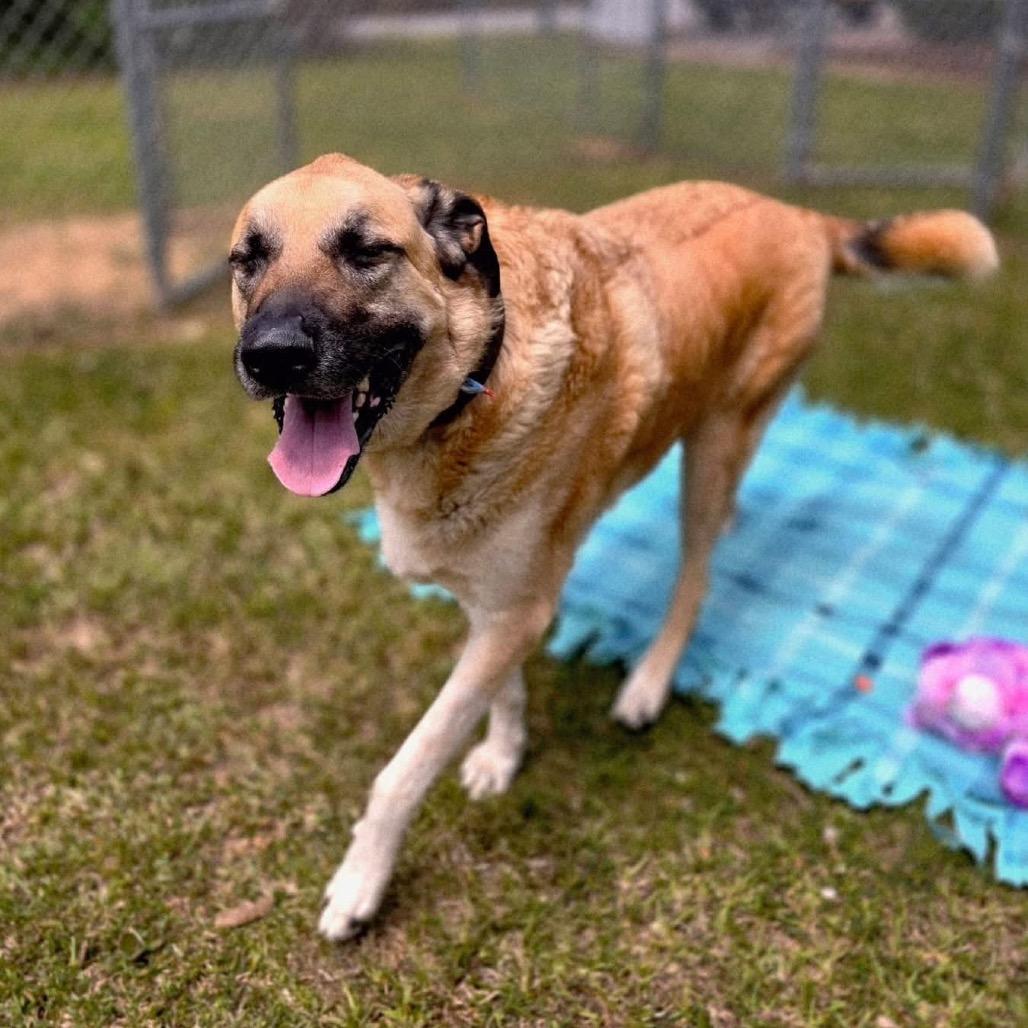 Enlarge Rex SPONSORED, a Adoptable Mixed Breed in Gadsden, AL image 1/6