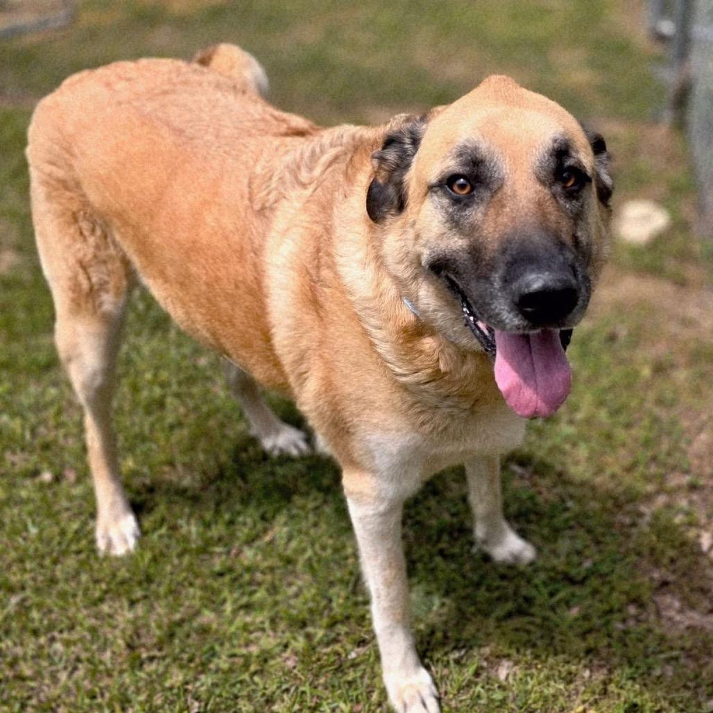 Enlarge Rex SPONSORED, a Adoptable Mixed Breed in Gadsden, AL image 2/6