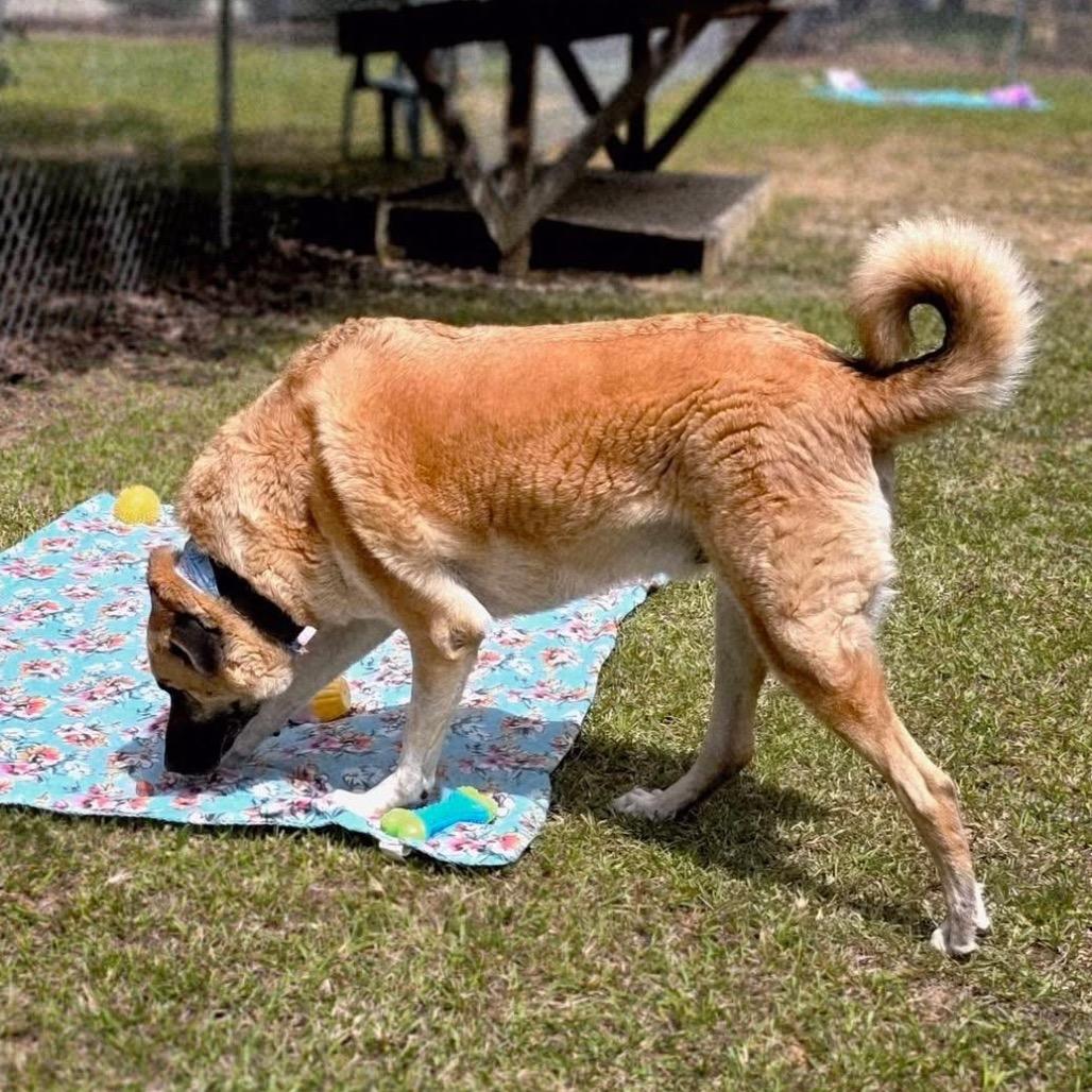 Enlarge Rex SPONSORED, a Adoptable Mixed Breed in Gadsden, AL image 3/6