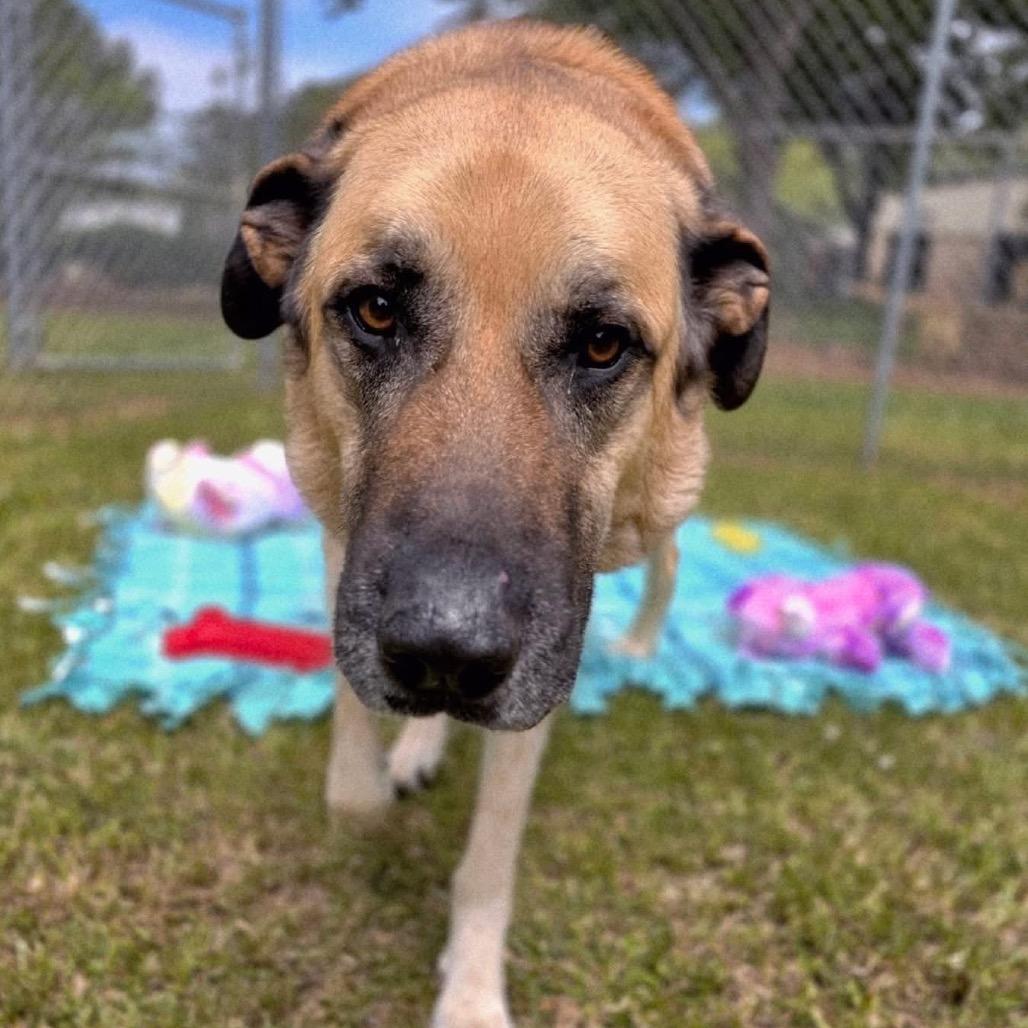 Enlarge Rex SPONSORED, a Adoptable Mixed Breed in Gadsden, AL image 4/6