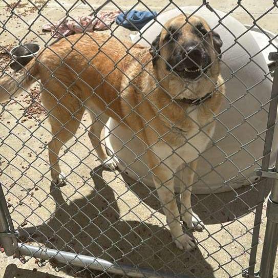 Enlarge Rex SPONSORED, a Adoptable Mixed Breed in Gadsden, AL image 5/6