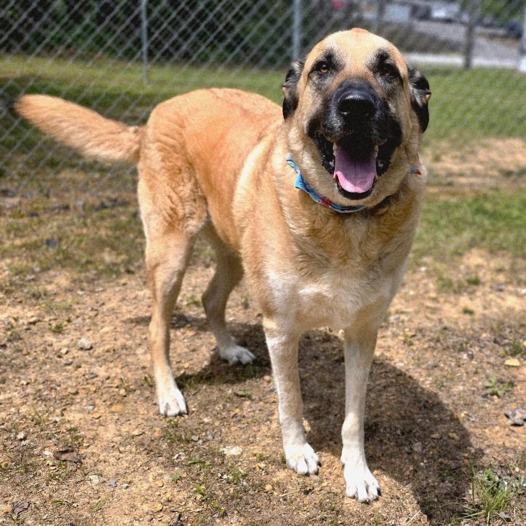 Enlarge Rex SPONSORED, a Adoptable Mixed Breed in Gadsden, AL image 6/6