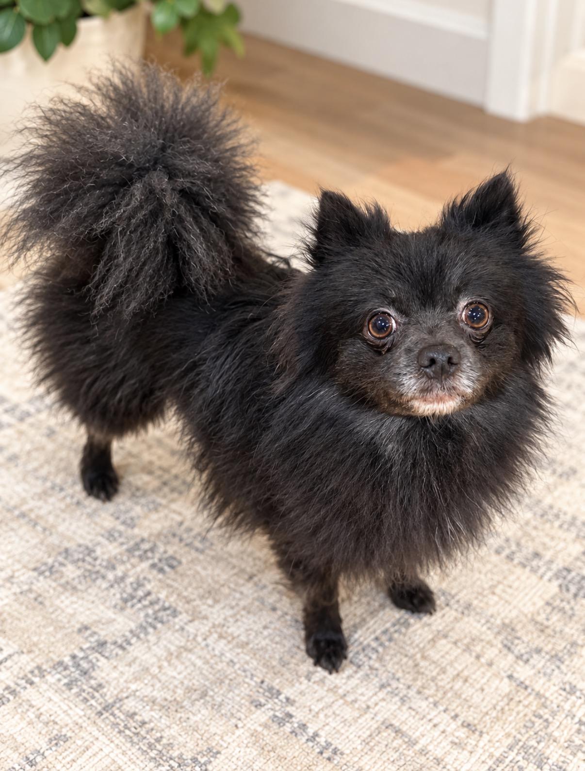 Patterson, Adoptable, Young Male Pomeranian.