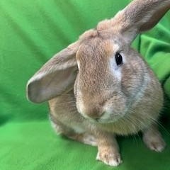 Enlarge Cooper, a ADOPTABLE mixed breed in Haltom City, TX image 2/4