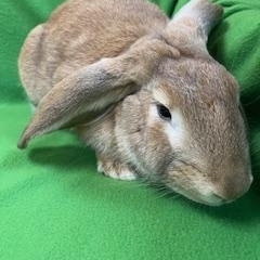 Enlarge Cooper, a ADOPTABLE mixed breed in Haltom City, TX image 3/4