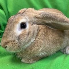 Enlarge Cooper, a ADOPTABLE mixed breed in Haltom City, TX image 1/4