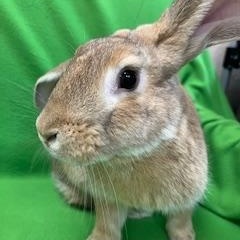 Enlarge Cooper, a ADOPTABLE mixed breed in Haltom City, TX image 4/4