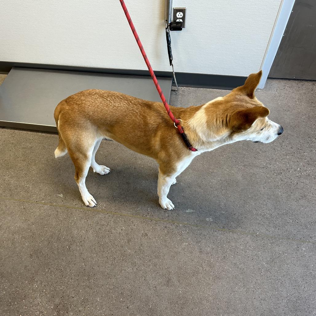 Canela, Adoptable, Adult Female Mixed Breed.