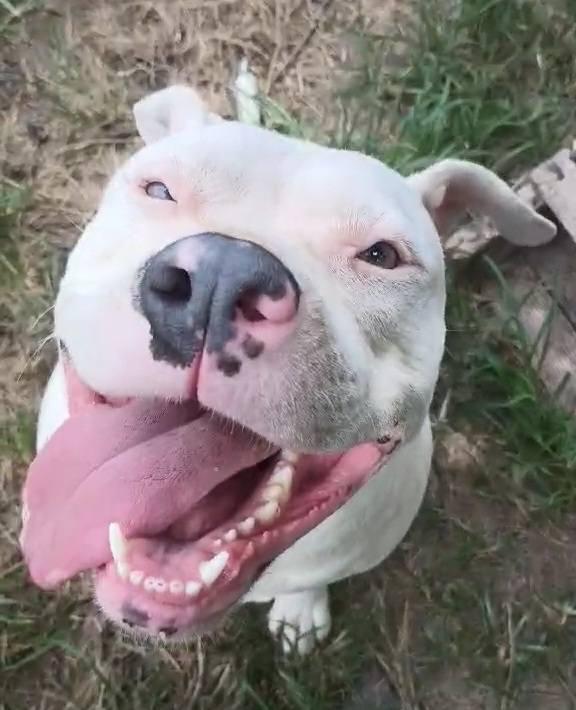 Mandy, a Adoptable Pit Bull Terrier in Fort Payne, AL image 2/4