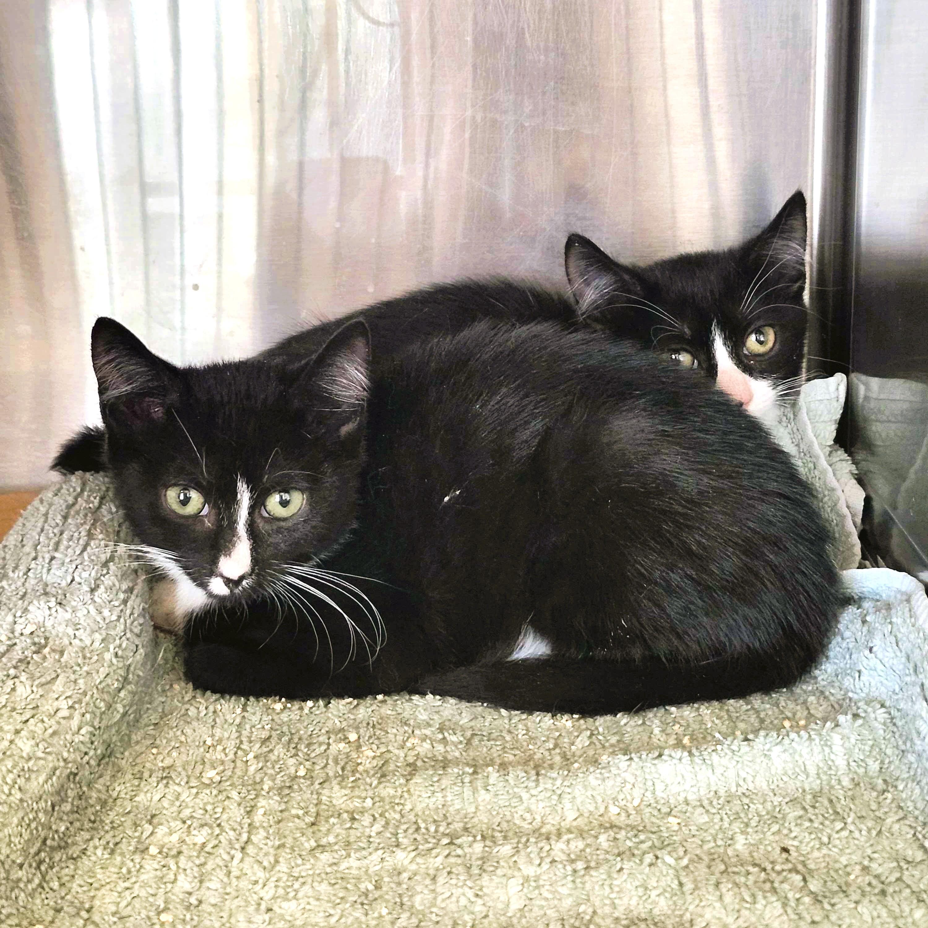 Tuscon, a Adoptable Domestic Short Hair in Piscataway, NJ image 1/2