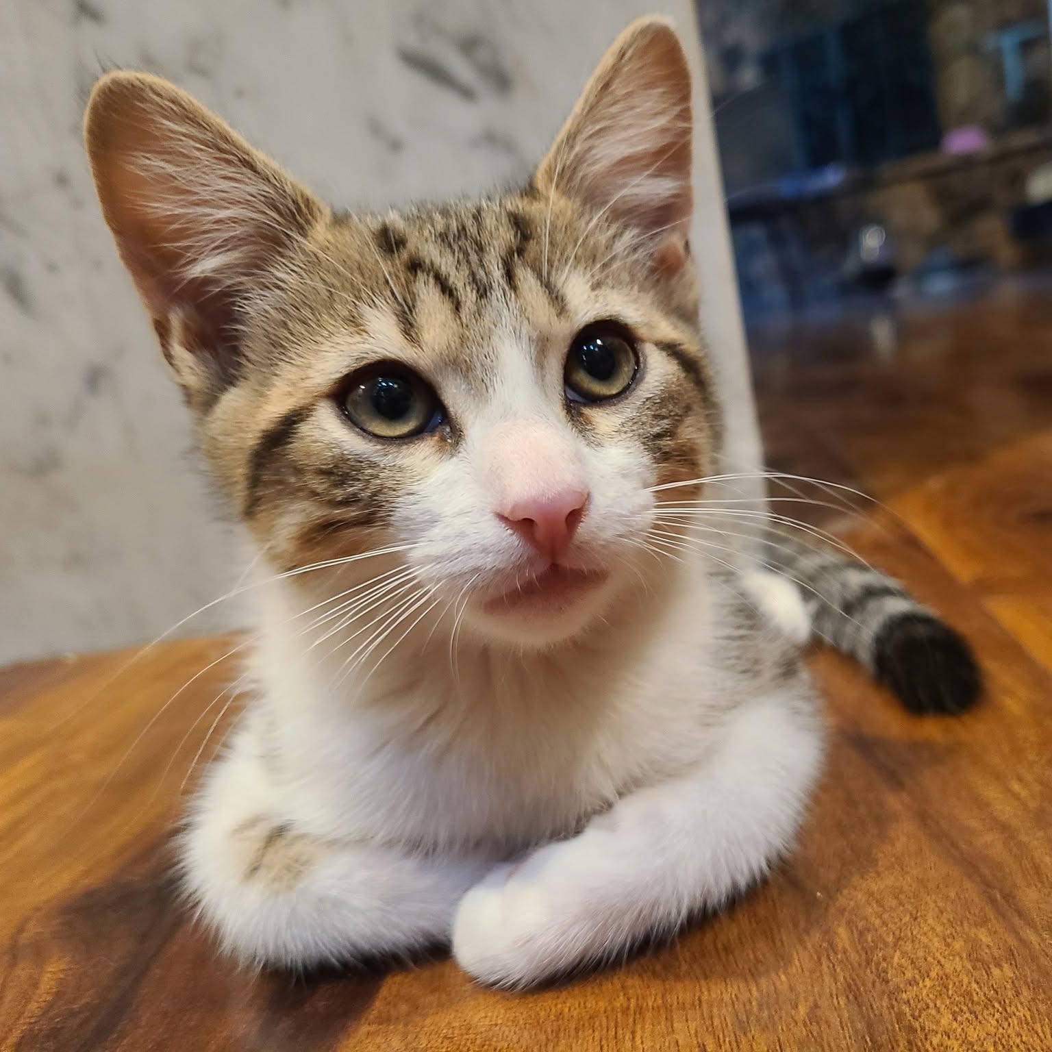 Aran (Bonded with Samus), a Adoptable Domestic Short Hair in Queen Creek, AZ image 1/6