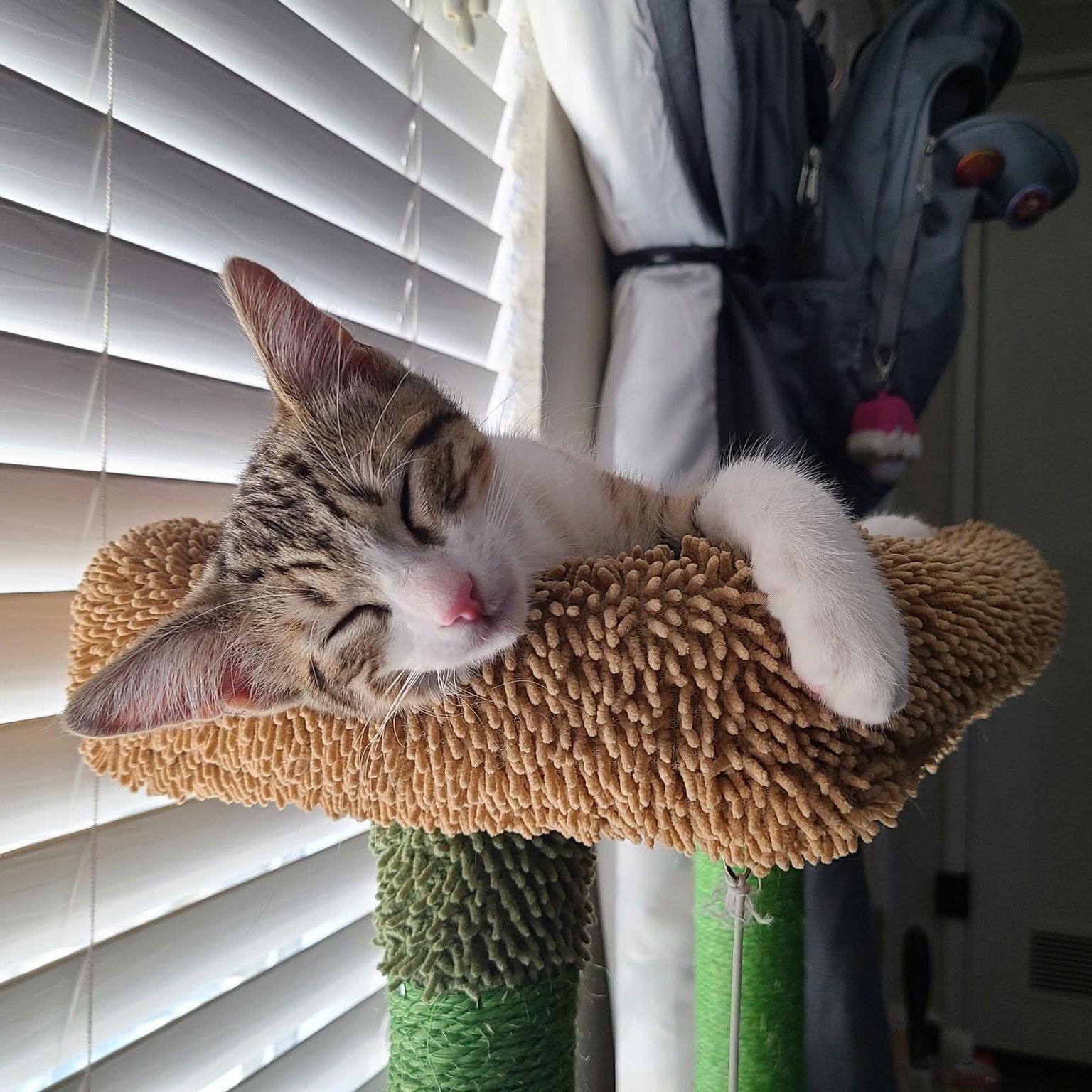 Aran (Bonded with Samus), a Adoptable Domestic Short Hair in Queen Creek, AZ image 2/6