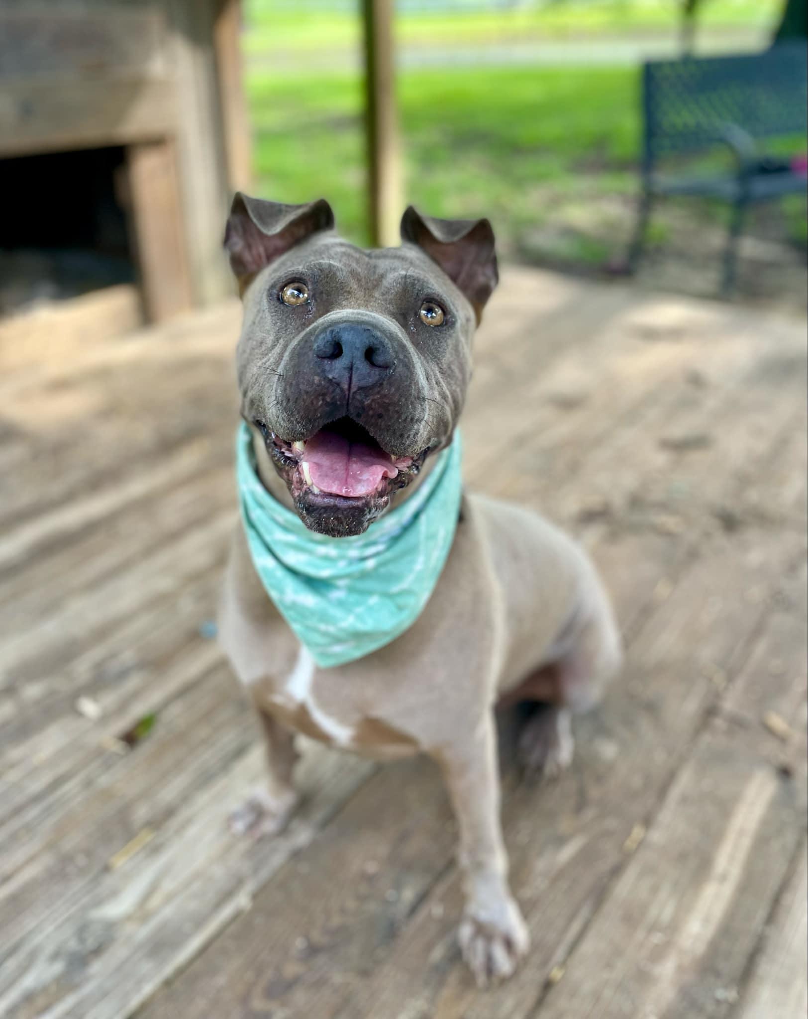 Scarlett, a Adoptable mixed breed in North Haven, CT image 3/6