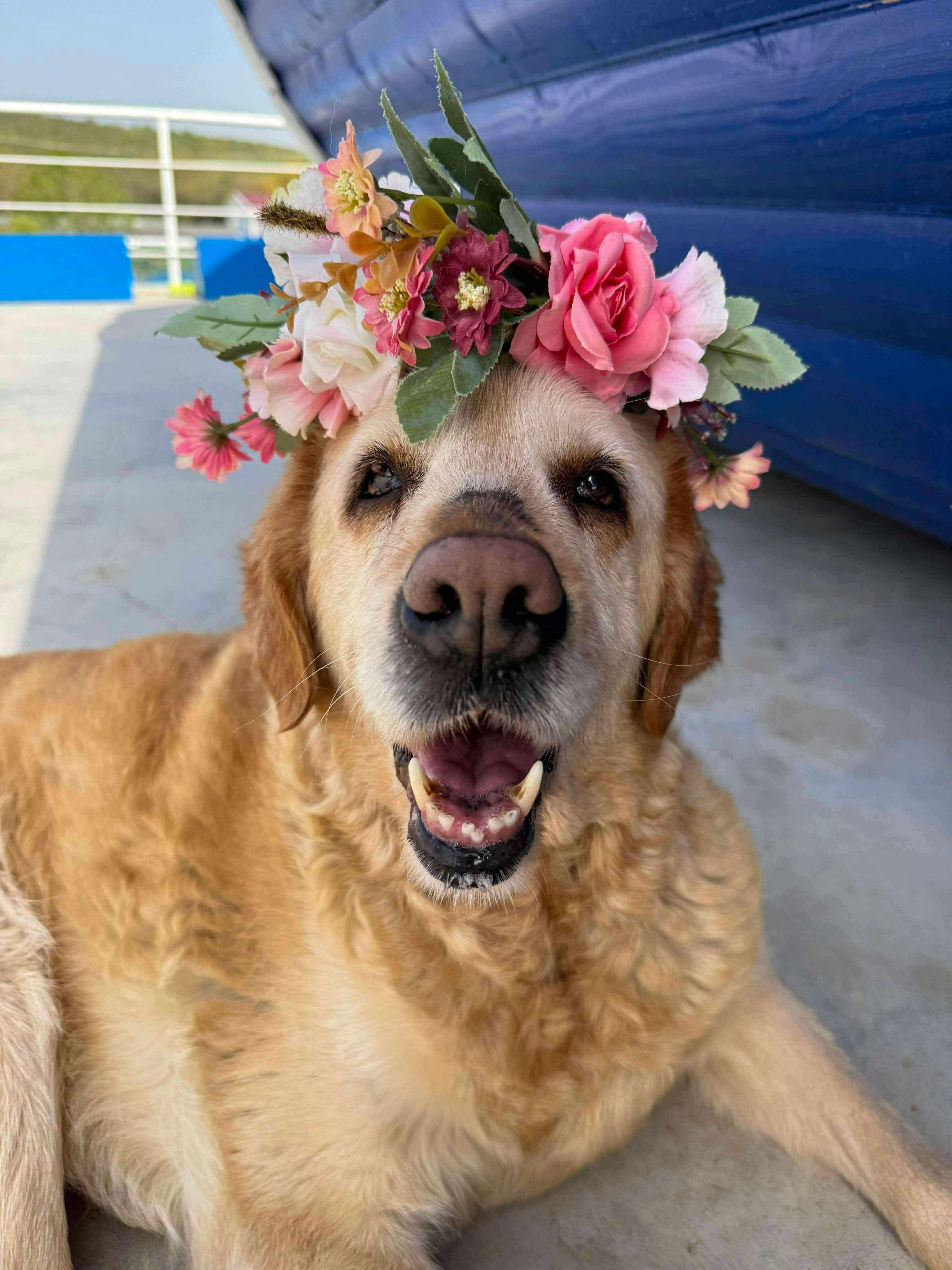 Enlarge Eleanor, a Adoptable mixed breed in Alexandria, VA image 2/4