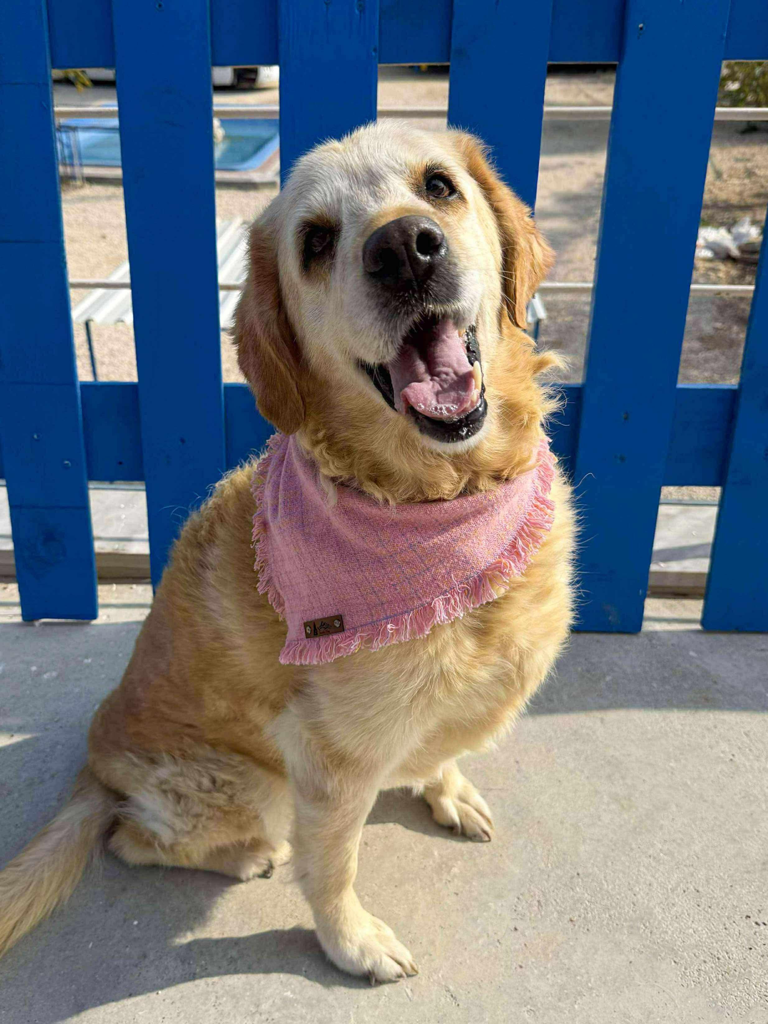 Enlarge Eleanor, a Adoptable mixed breed in Alexandria, VA image 4/4