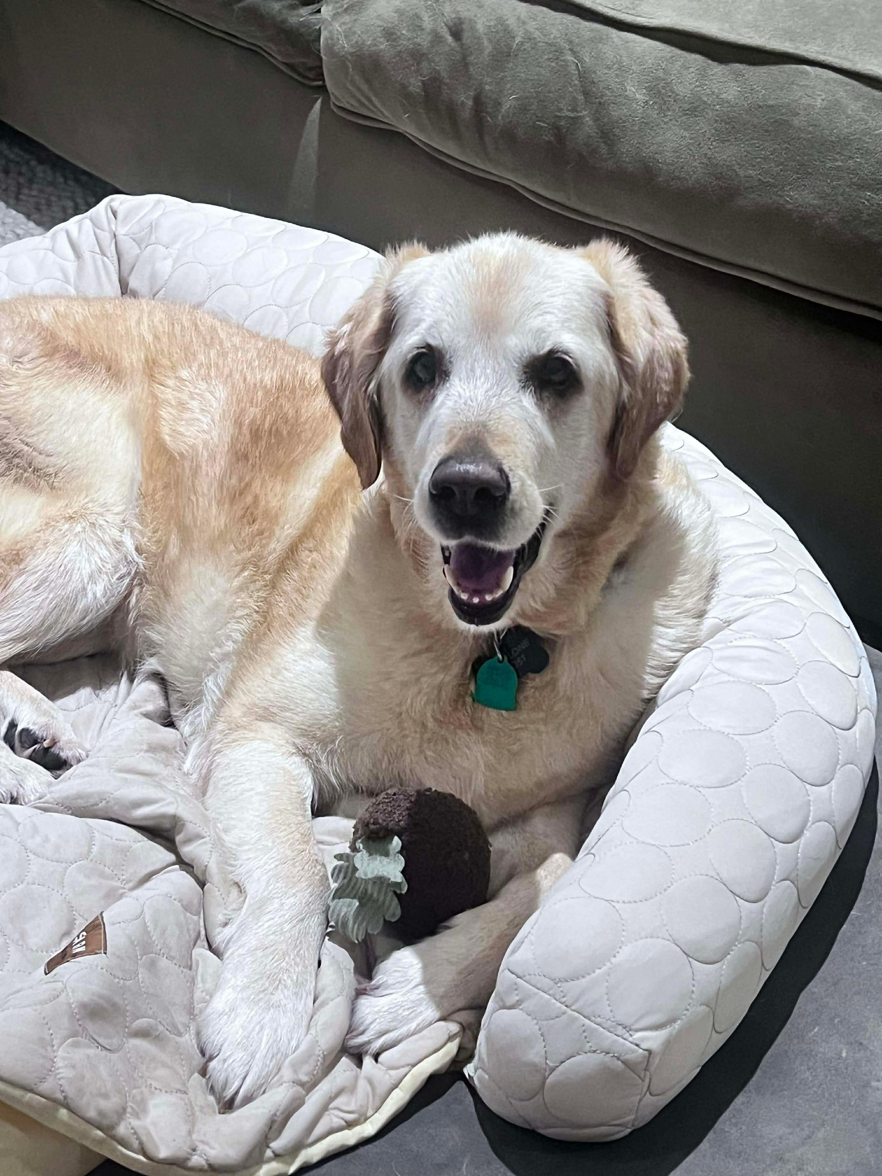 Eleanor, Adoptable, Senior Female Golden Retriever.