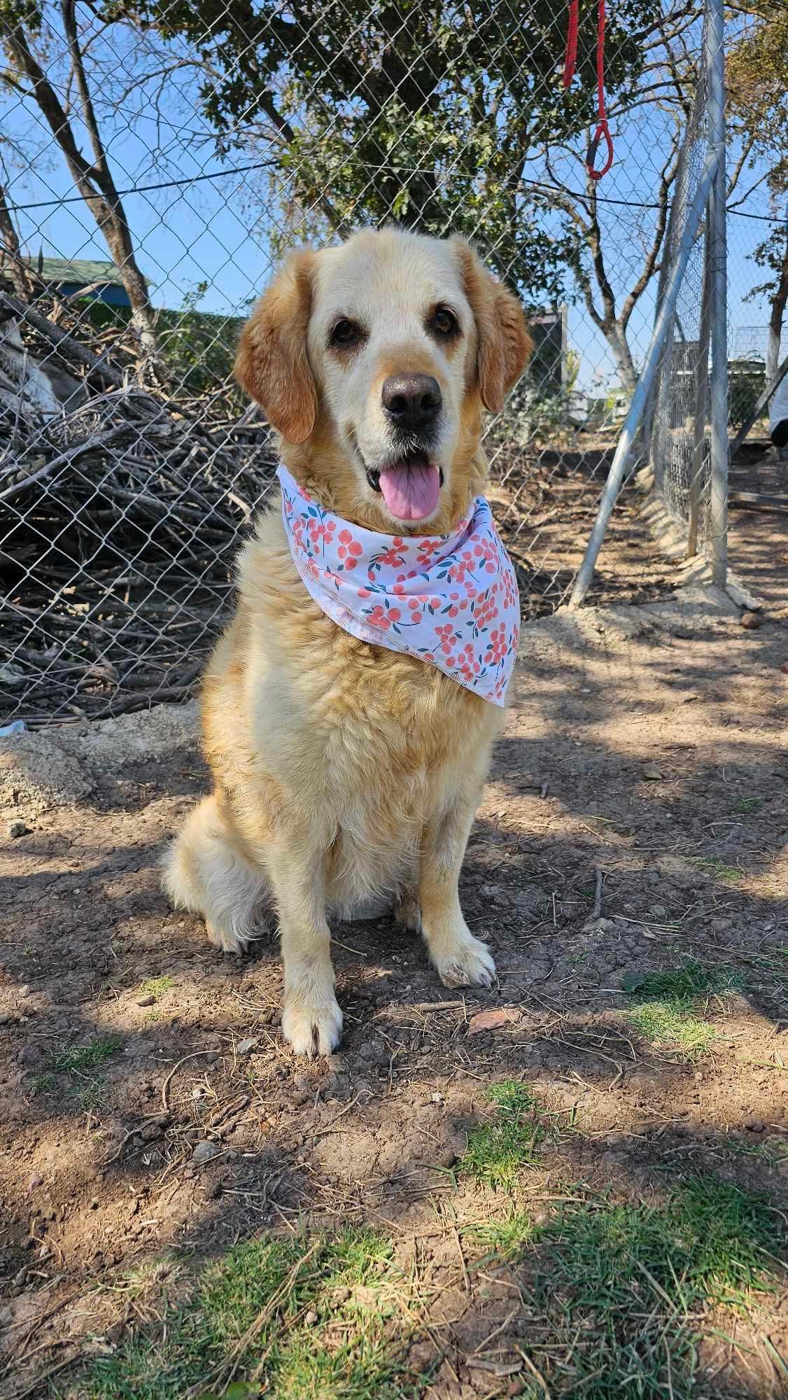Enlarge Eleanor, a Adoptable mixed breed in Alexandria, VA image 3/4