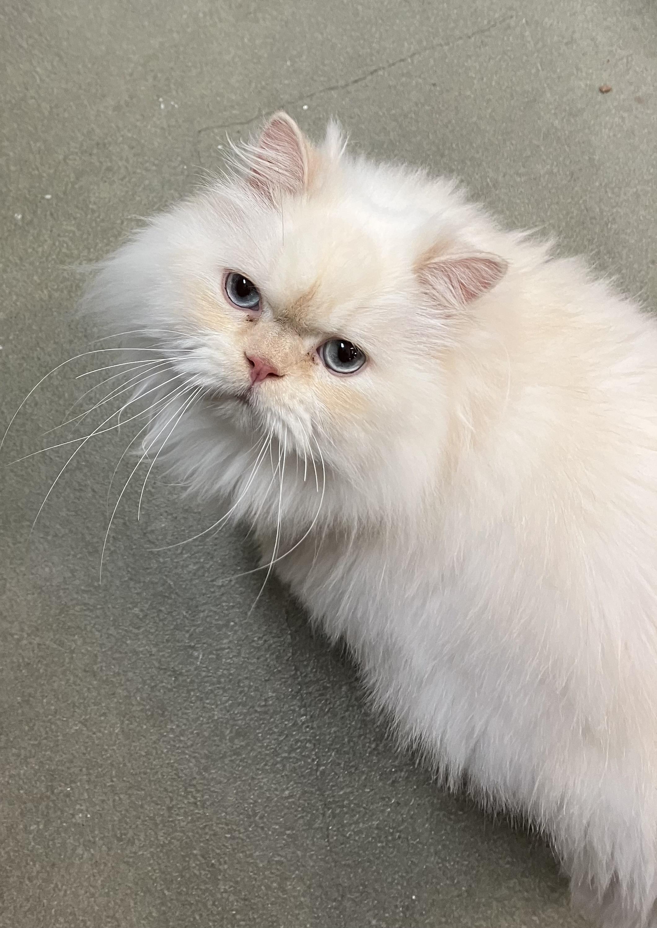 Binx, adopted, Adult Male Himalayan.