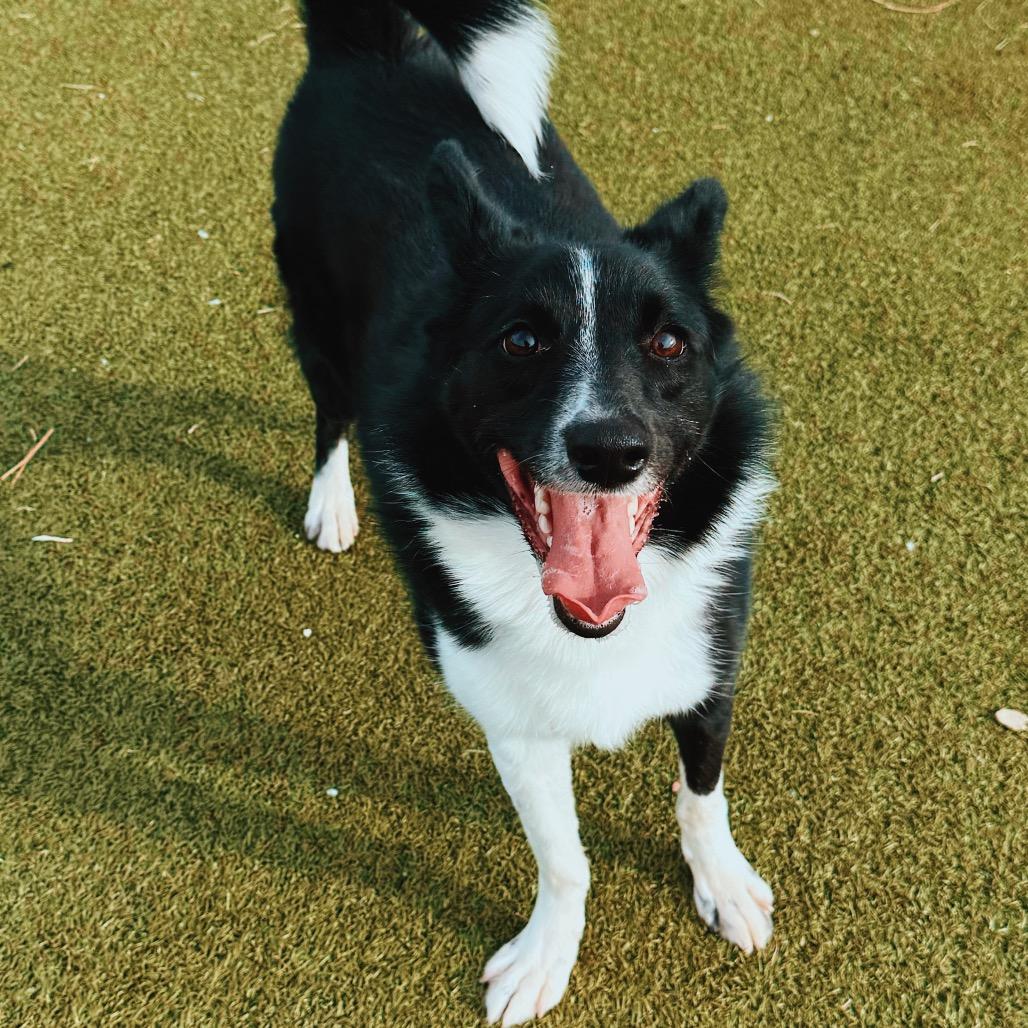 Enlarge Shadow, an adopted mixed breed in Hays, KS image 2/6