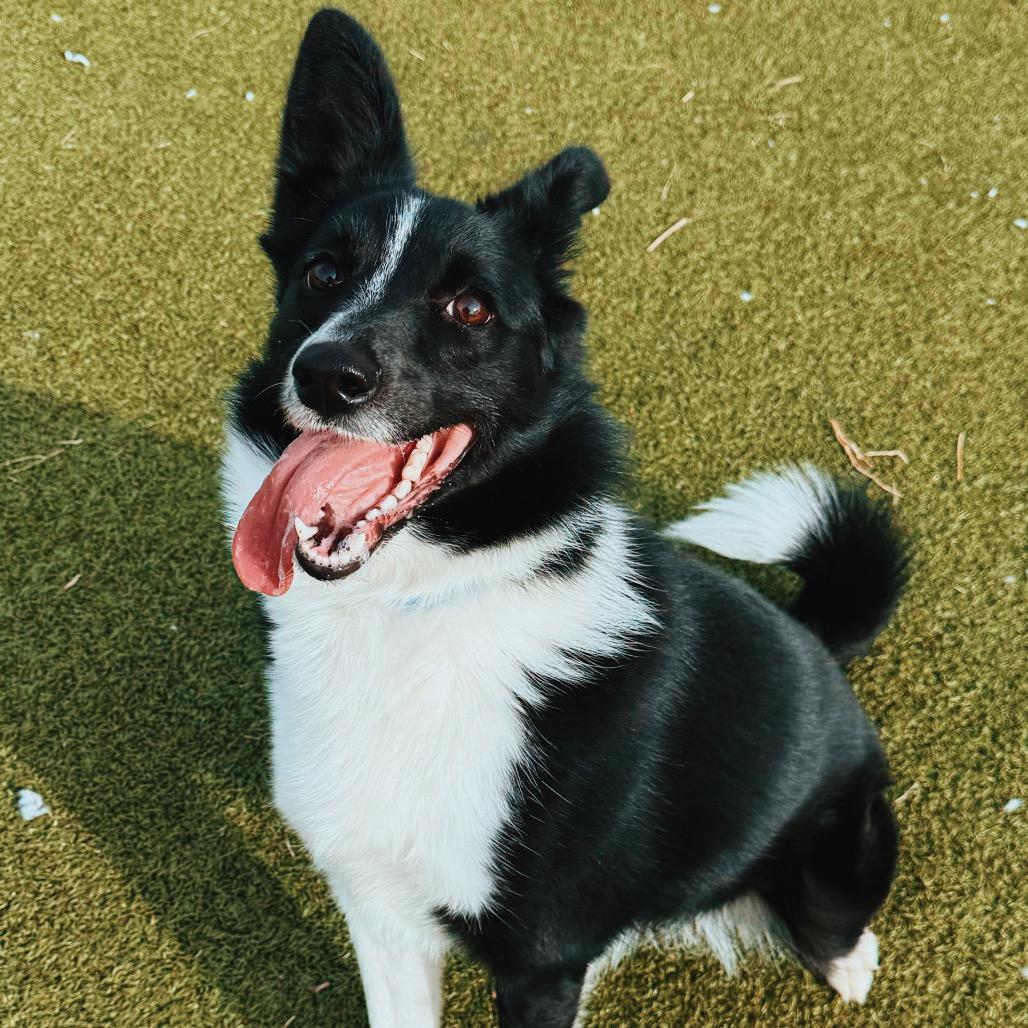 Enlarge Shadow, an adopted mixed breed in Hays, KS image 1/6