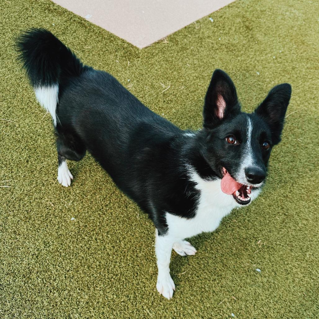 Enlarge Shadow, an adopted mixed breed in Hays, KS image 5/6