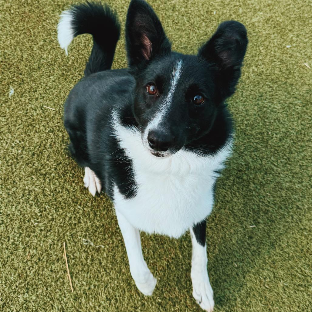 Enlarge Shadow, an adopted mixed breed in Hays, KS image 4/6