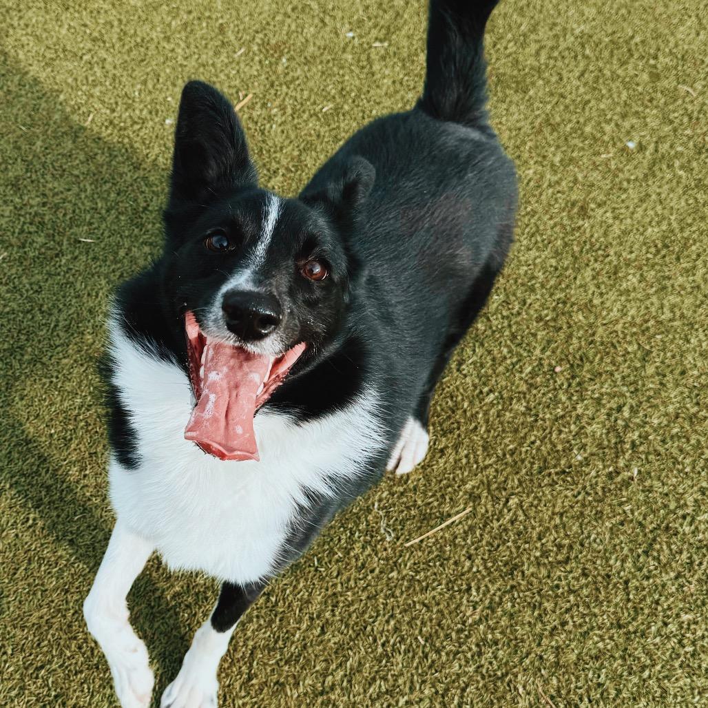 Enlarge Shadow, an adopted mixed breed in Hays, KS image 6/6